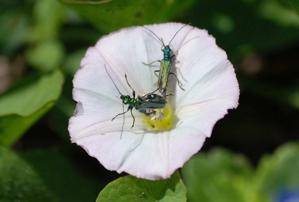 Oedemera nobilis
